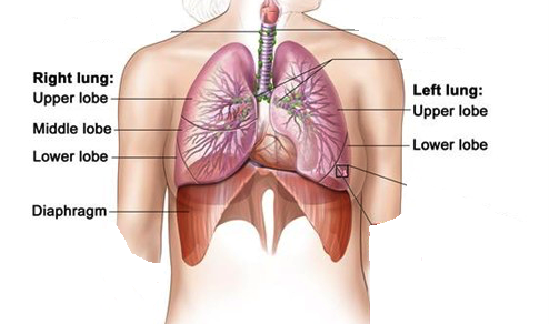 lungs and diaphragm